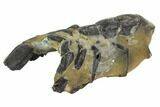 Fossil Mud Lobster (Thalassina) - Australia #95779-1